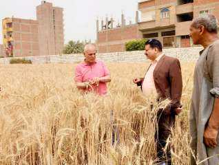 محافظ أسيوط: انتظام أعمالد القمح للصوامع والشون بإجمالي 1109 طن حتى الآن ومتابعة يومية لأعمال الحصاد بالمراكز